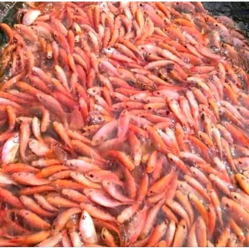 bibit nila merah bibit ikan nila