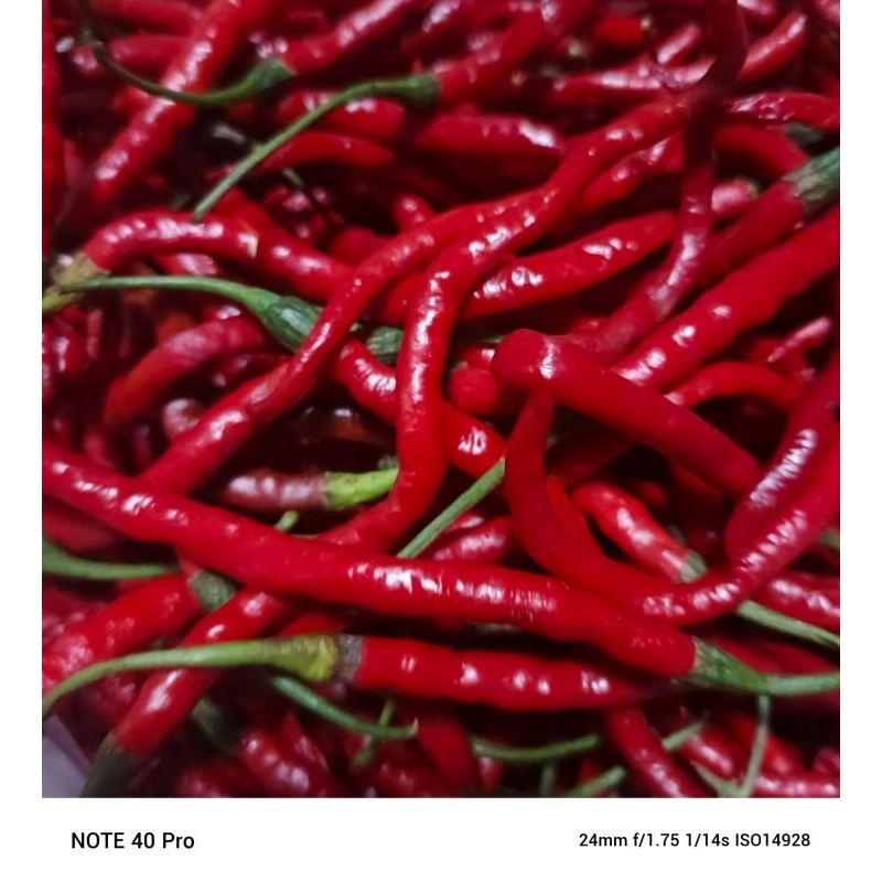 

CABE KERITING 500GRAM