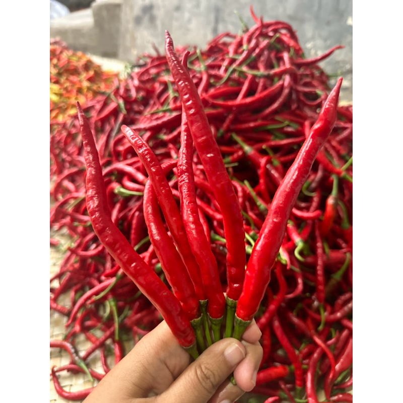 

cabe keriting 500gr petani banyuwangi