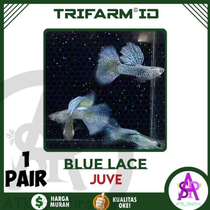 

TRIFARM Sticker Guppy Blue Lace Per Pasang