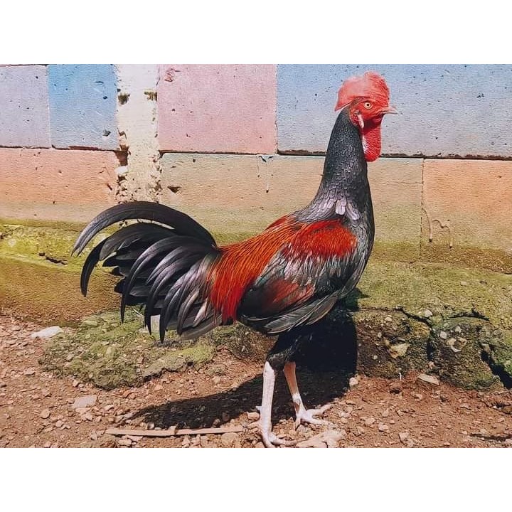 TELUR AYAM HUTAN BEKISAR UNTUK DI TETASKAN