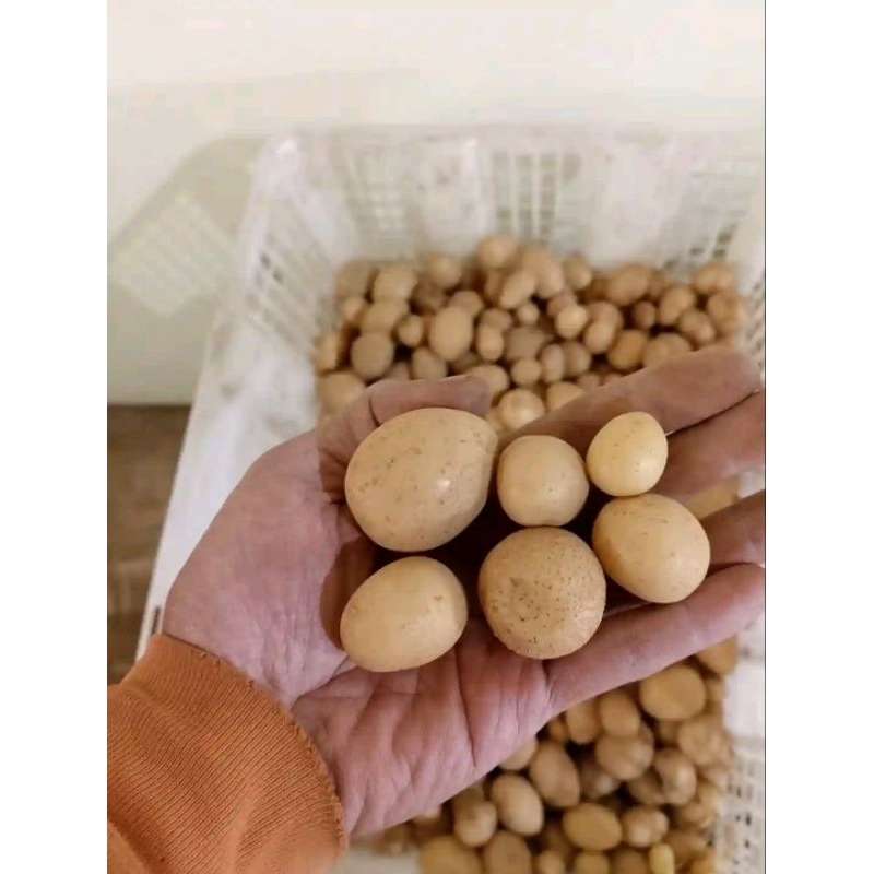 

kntang kecil mini DN& Ares pres500grm