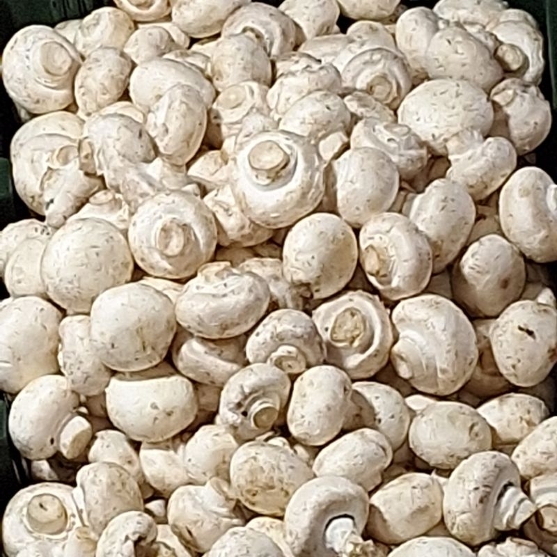 

jamur champinon fresh /jamur kancing fresh 1 dus