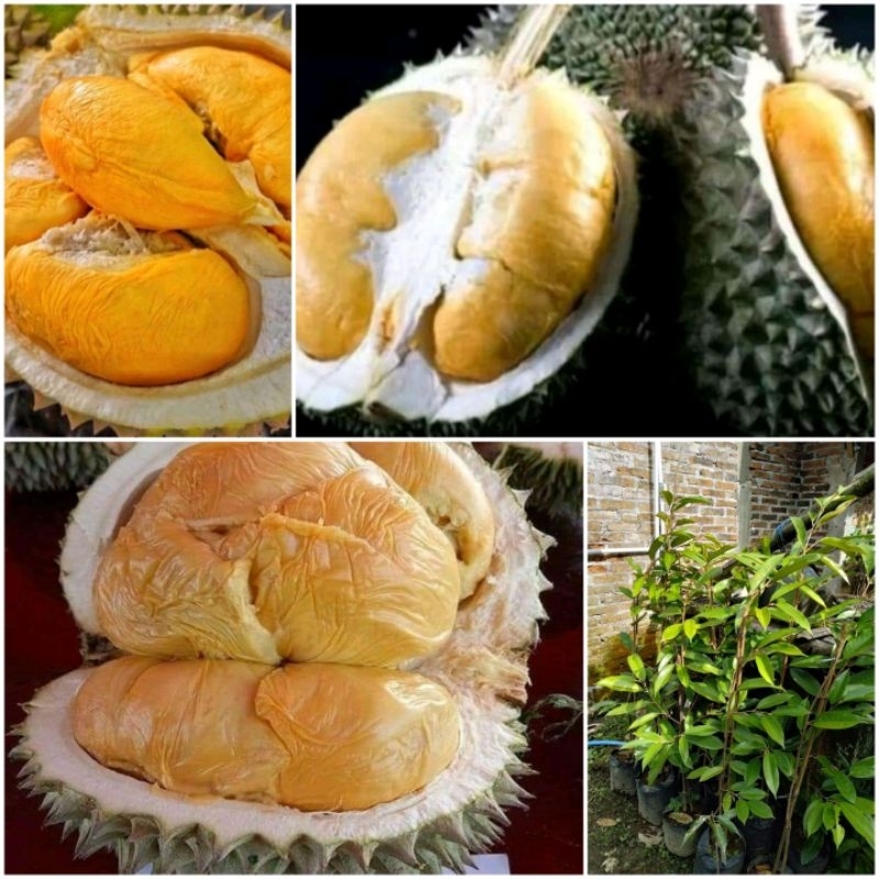 Paket 3 Bibit durian okulasi montong bawor duri hitam