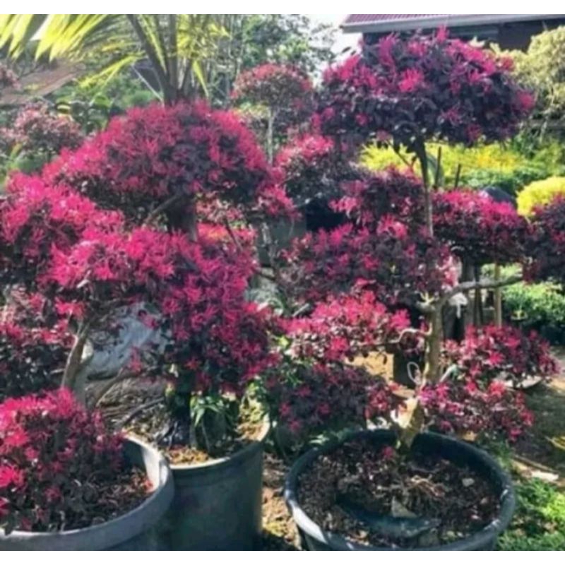 Tanaman Bonsai Serut Merah Rimbun