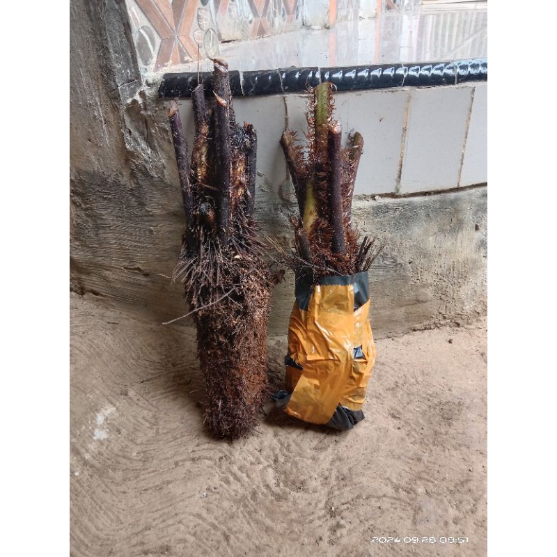 tanaman hias pakis monyet / pakis penetralisir udara kotor / tanaman hias taman / dekorasi taman