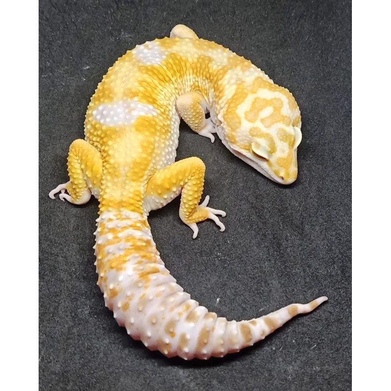 EUBLEPHARIS MACULARIUS PELET GECKO LEOPARD PREMIUM QUALITY BABY REMAJA DEWASA ( FREE KALSIUM )