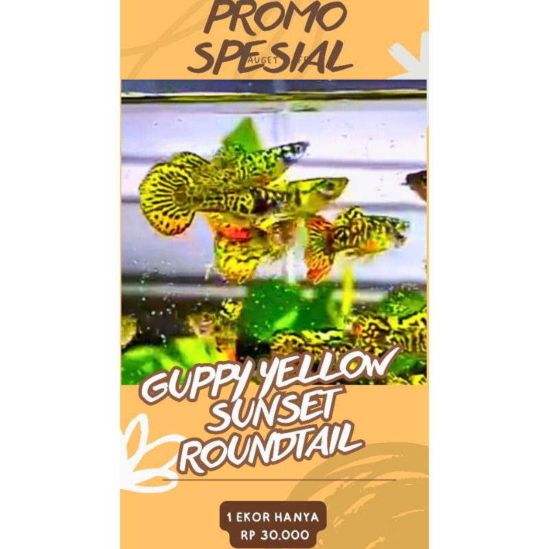 

BOX KARDUS || BOX ISI P4KET TRIO GALAXY YELLOW SUN SET ROUDN TAIL
