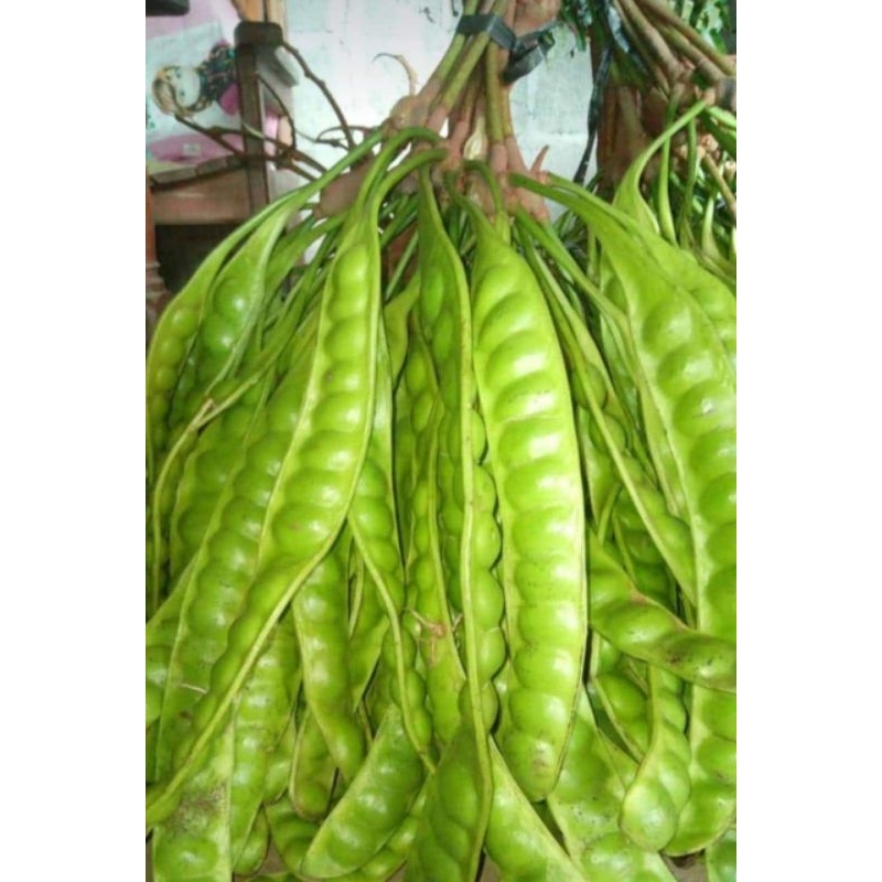 

petewonosalam,isi(10lonjor)