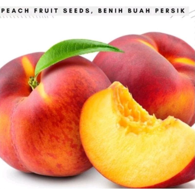 bibit buah persik kualitas super