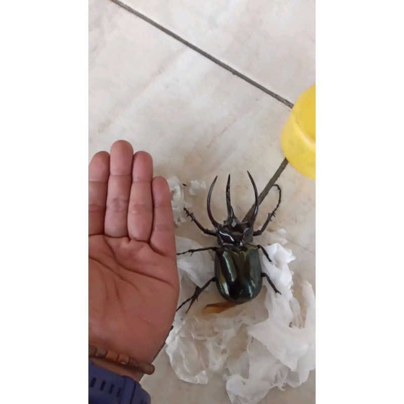 kumbang tanduk calcosoma hidup -+ 8+10 cm