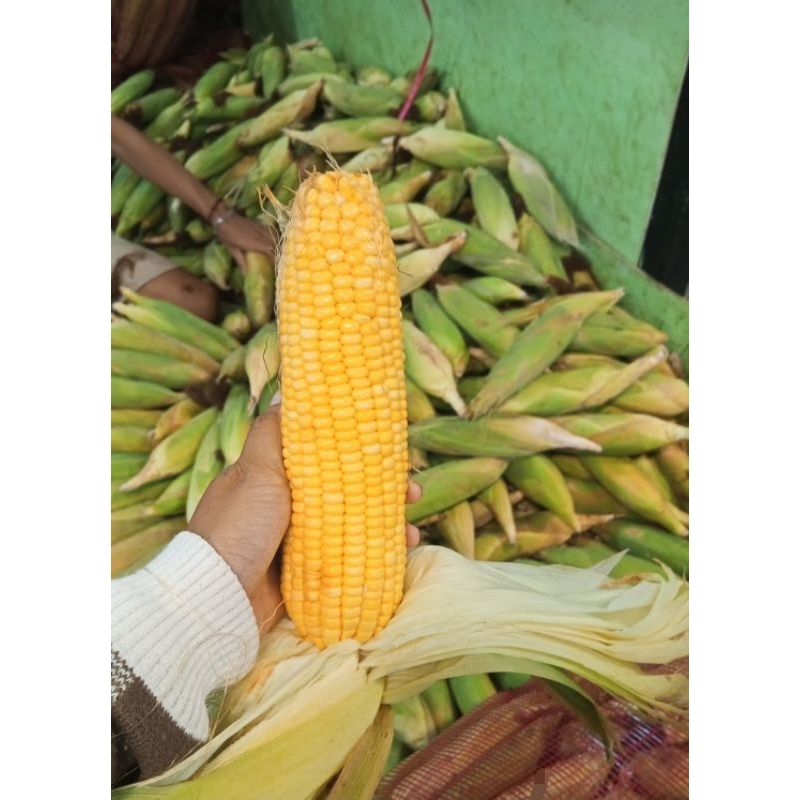 

jagung manis