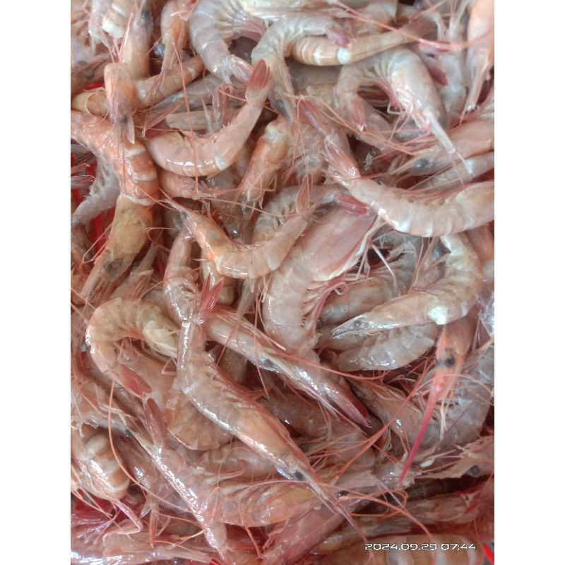 

udang krosok