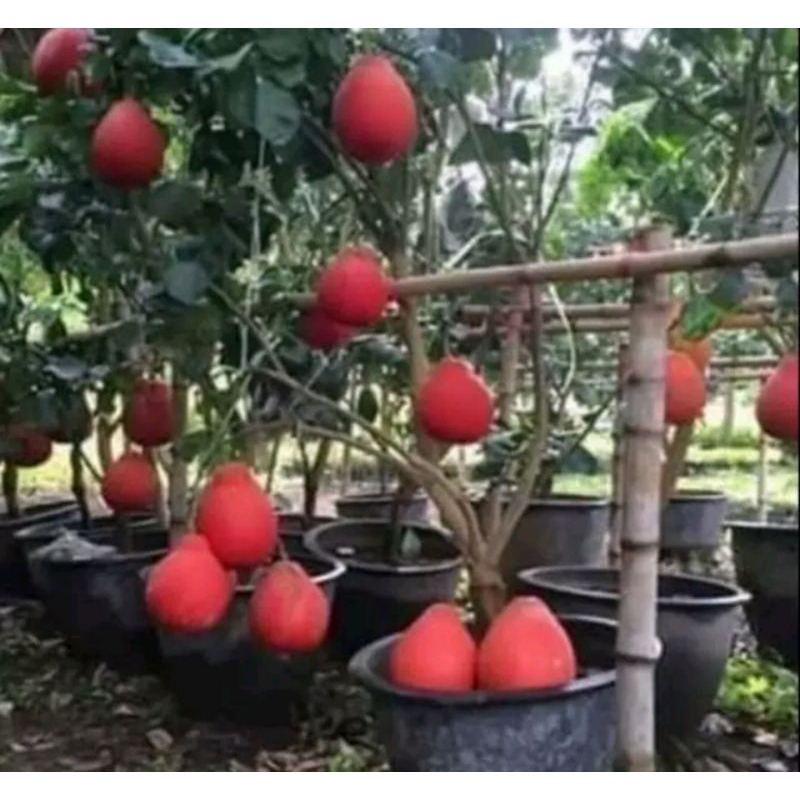 

bibit jeruk red pamelo