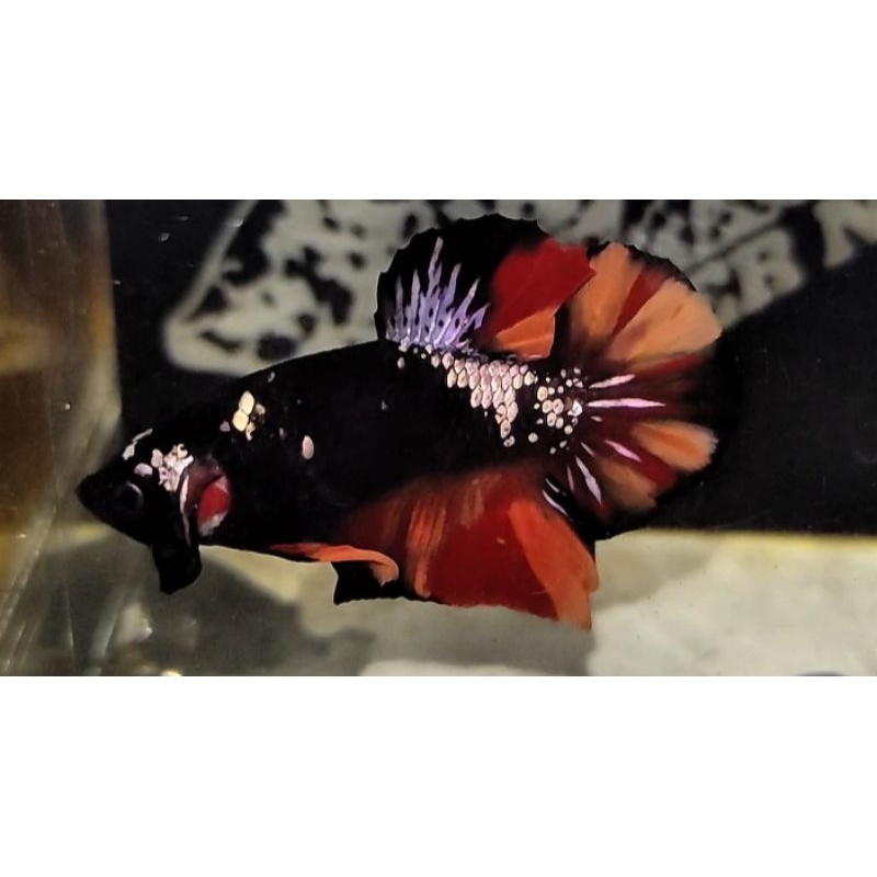 

IKAN CUPANG AVATAR NEMO