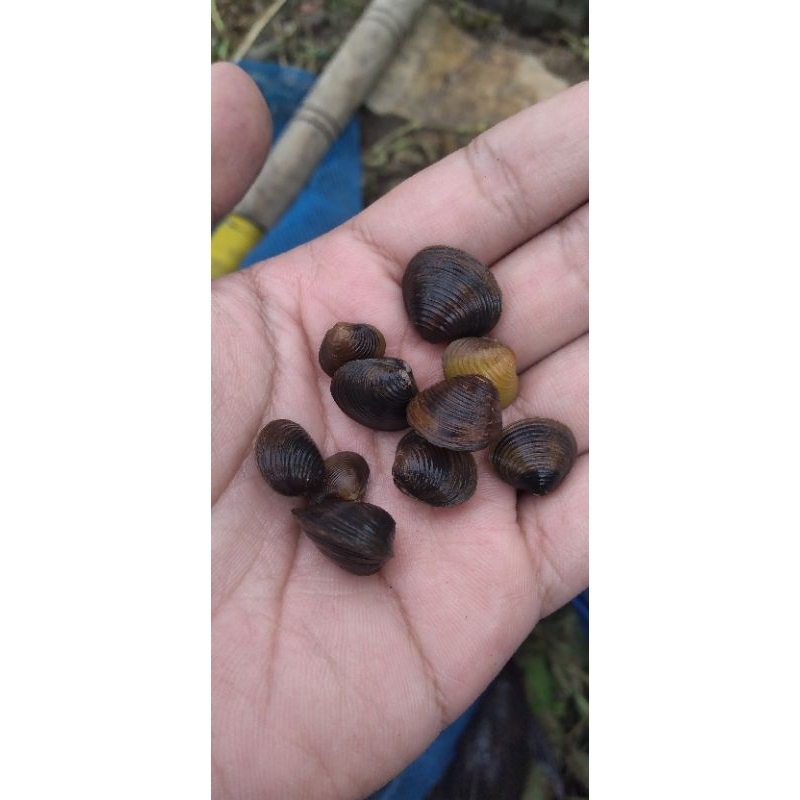 kerang remis hidup air tawar ,untuk pembeŕsih aquarium. paket per 30 ekor