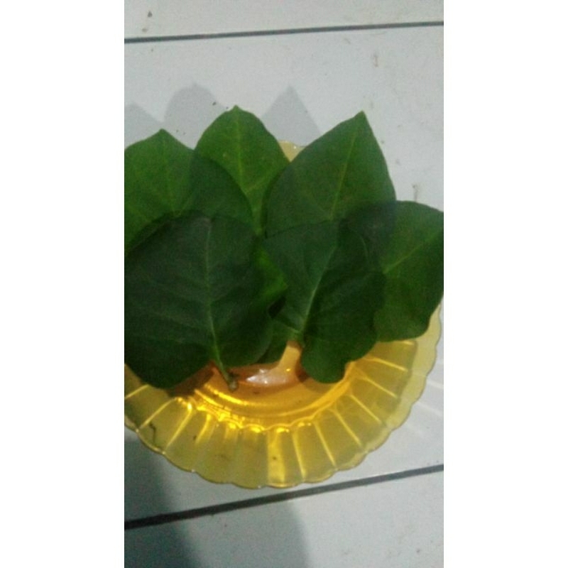 

DAUN BINAHONG SEGAR 1KG