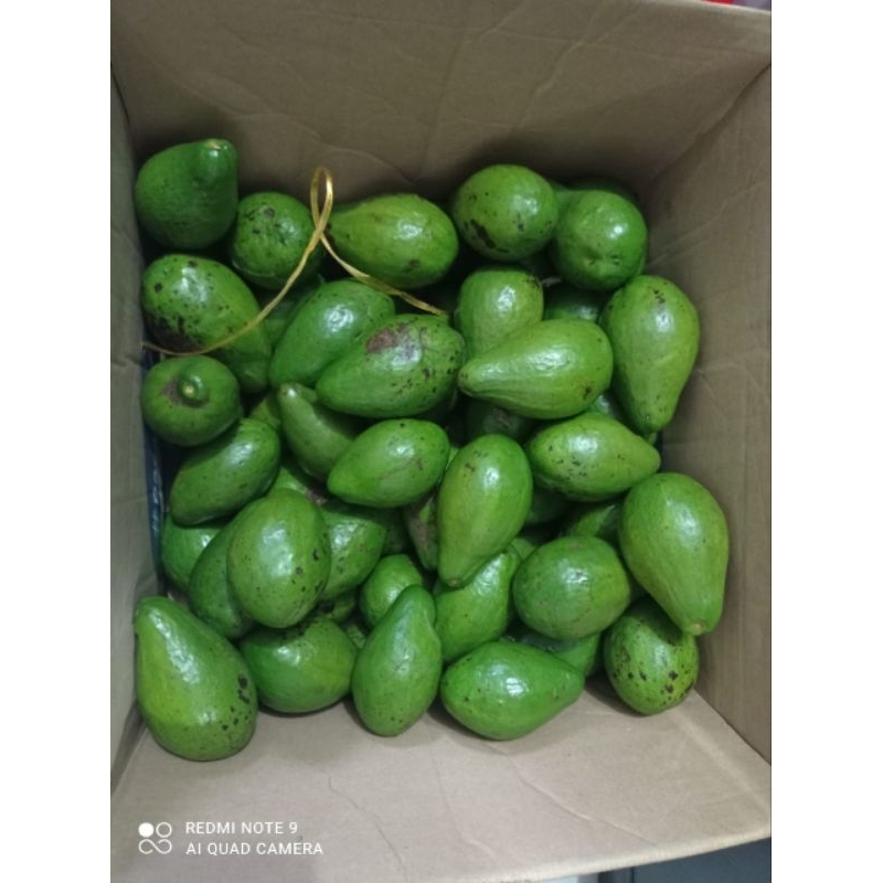 

ALPOKAT MENTEGA 18RB PERKILO