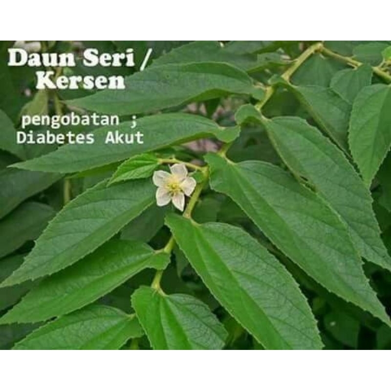 

daun kersen segar langsung petik 500 grm