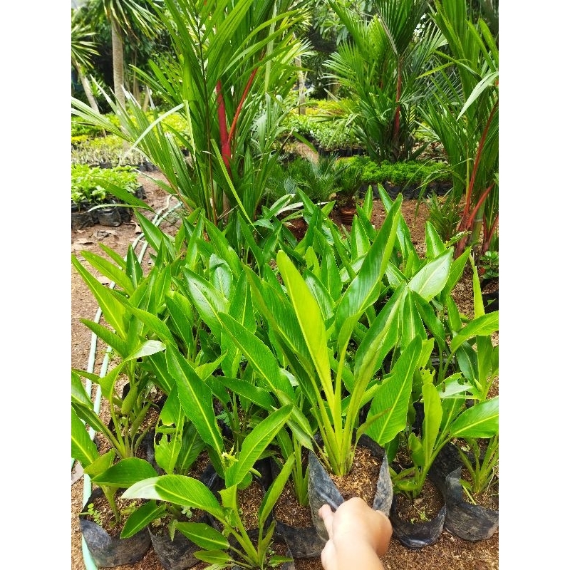 tanaman hias pisang kipas - pisang kipas