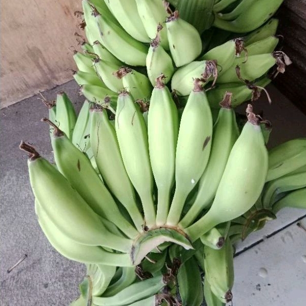 

BUAH PISANG BATU /PISANG KLUTUK 1 SISIR