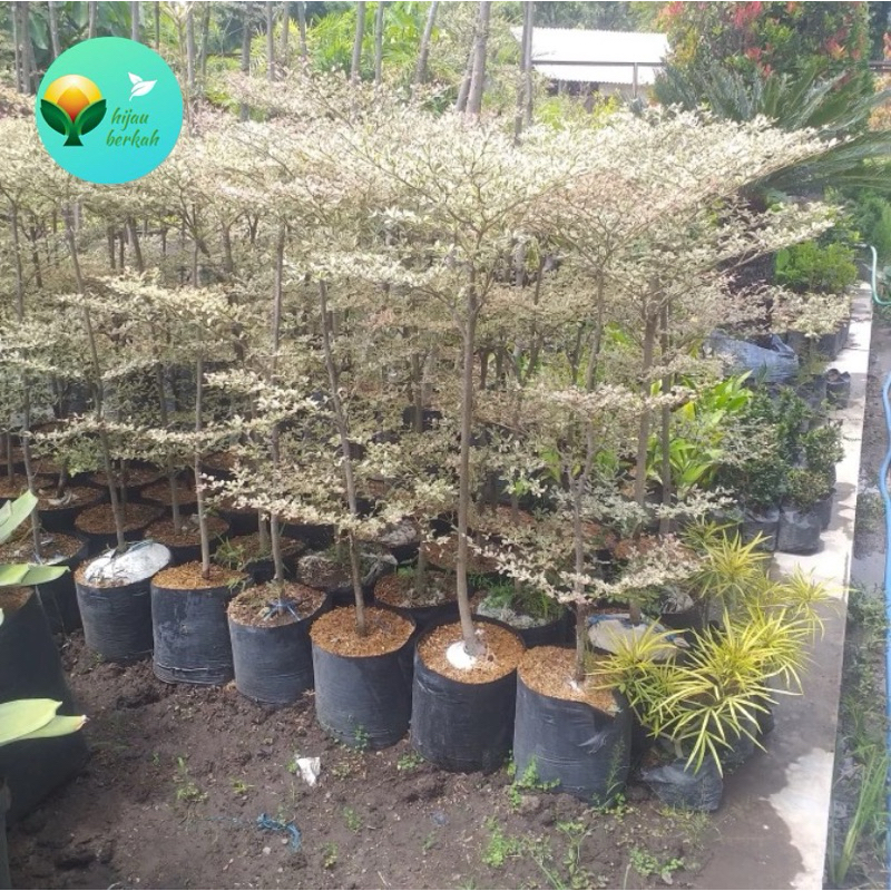 tanaman ketapang varigata pohon ketapang kencana varigata 1 meter