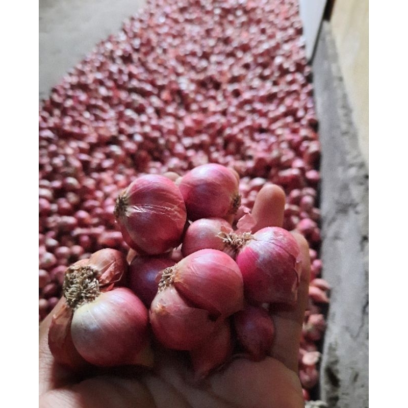 

Bawang Merah Super