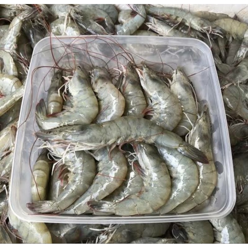 

Udang Segar Ukuran Sedang || Kebun Sayur
