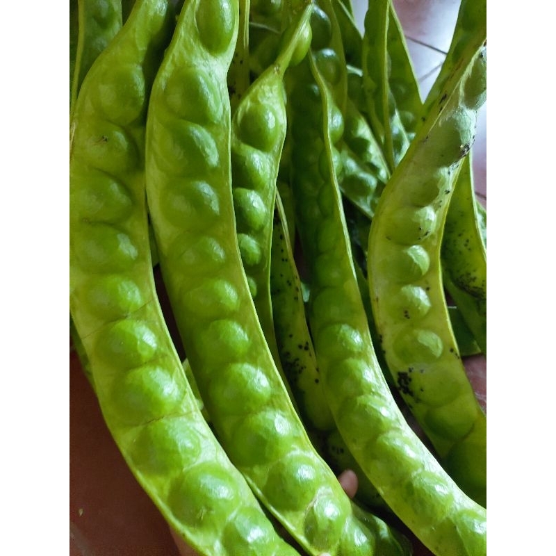 

Petai Grade ( A) 13 papan bonus 1papan,, checkout hari ini kirim hari ini