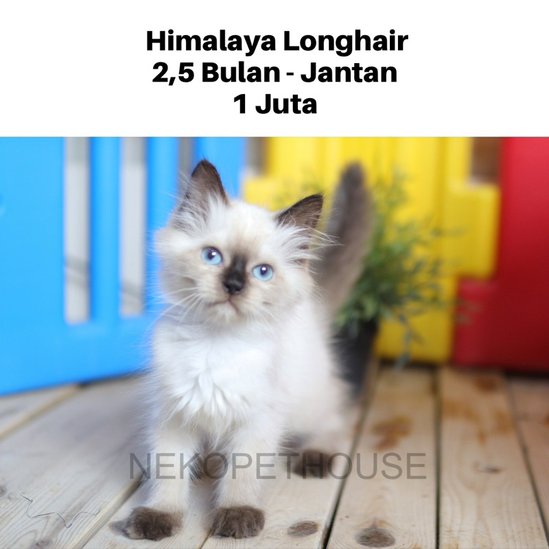 Himalaya Seal Point Lucu Gemas Mata Biru Kucing Himalaya, bukan Ragdoll