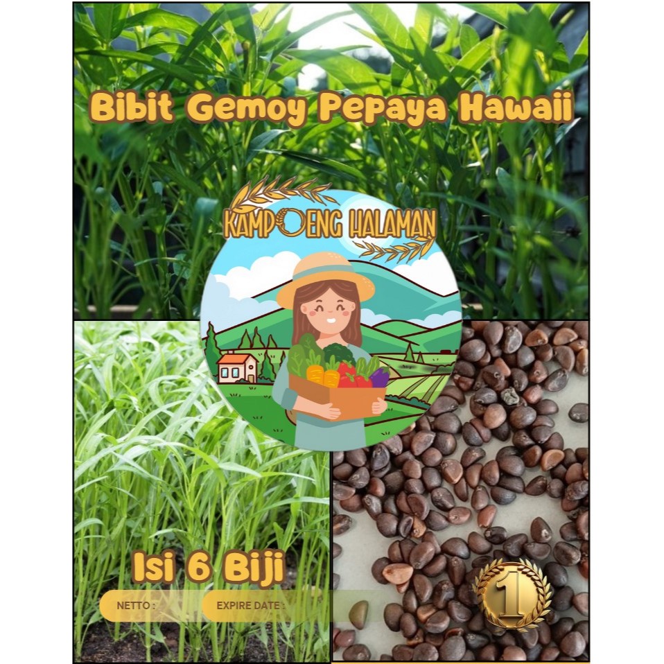 Bibit Gemoy Kangkung | Biji Benih Kangkung