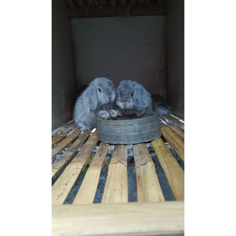 kelinci hias Holland Lop