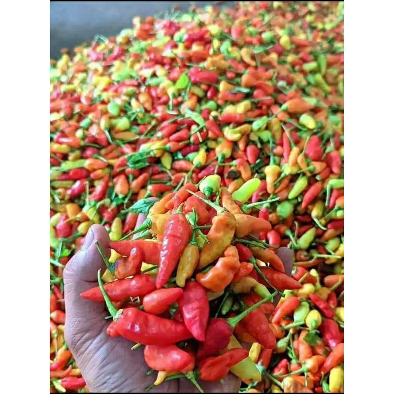

cabai rawit pedas lokal