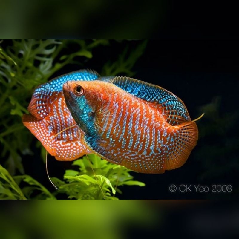 Ikan Hias Sepat Ralis Sepat Thailand Hiasan Aquarium Kolam Tank Aquascape