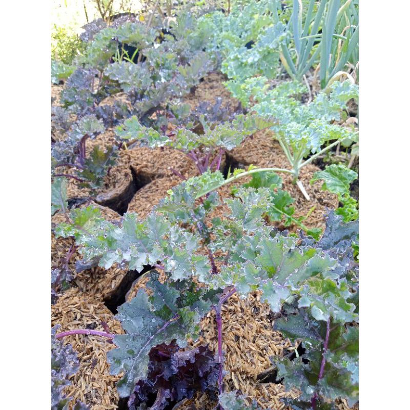 

Kale red russian/purple curly