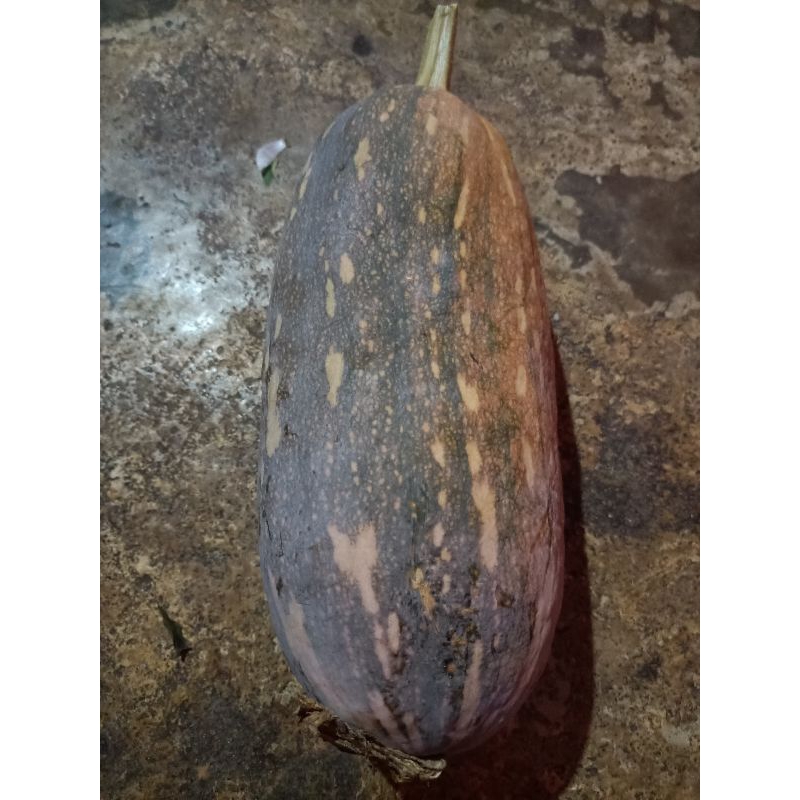 Benih Labu Kuning Lonjong