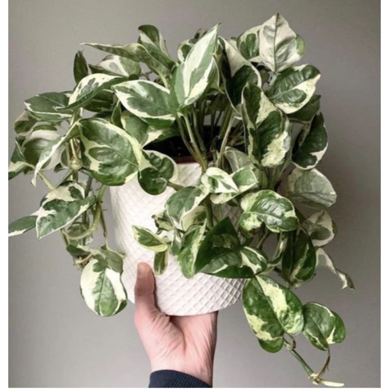 tanaman hias sirih Belanda/sirih enjoy