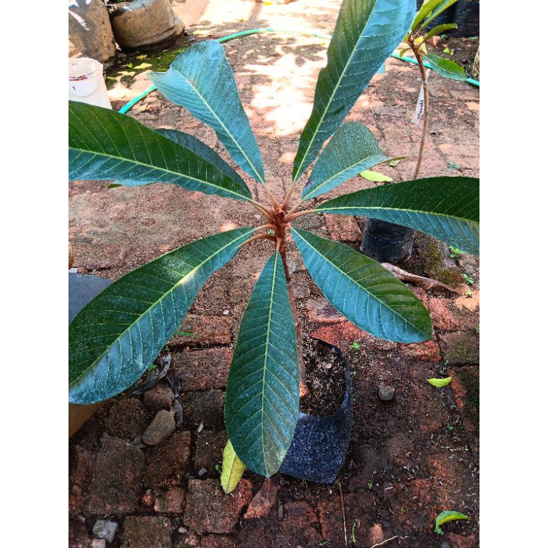 mamey sapote Havana ( hasil cangkok )