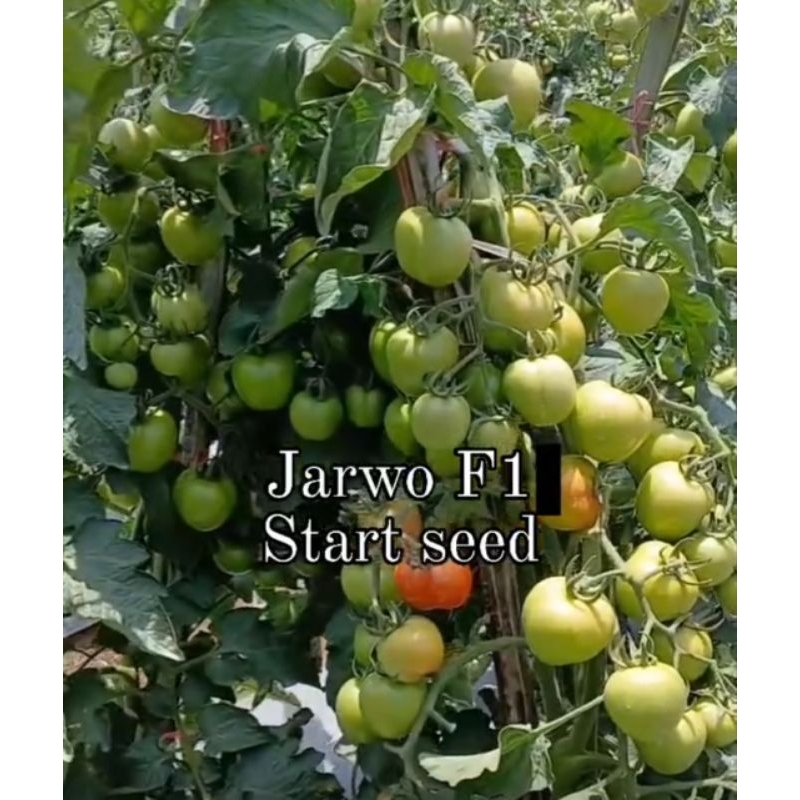 Benih Tomat Tahan Virus JARWO F1 isi 5gram