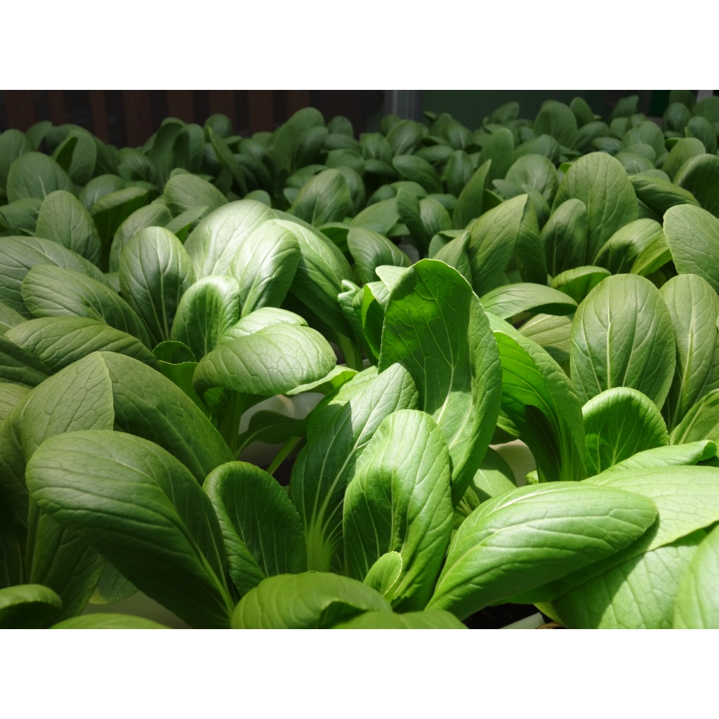 

SHAFIRAFARM - SAYUR PAKCOY HIDROPONIK