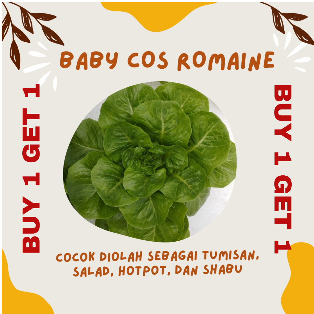 

BUY 1 GET 1 SELADA MINI ROMAINE (HIDROPONIK)