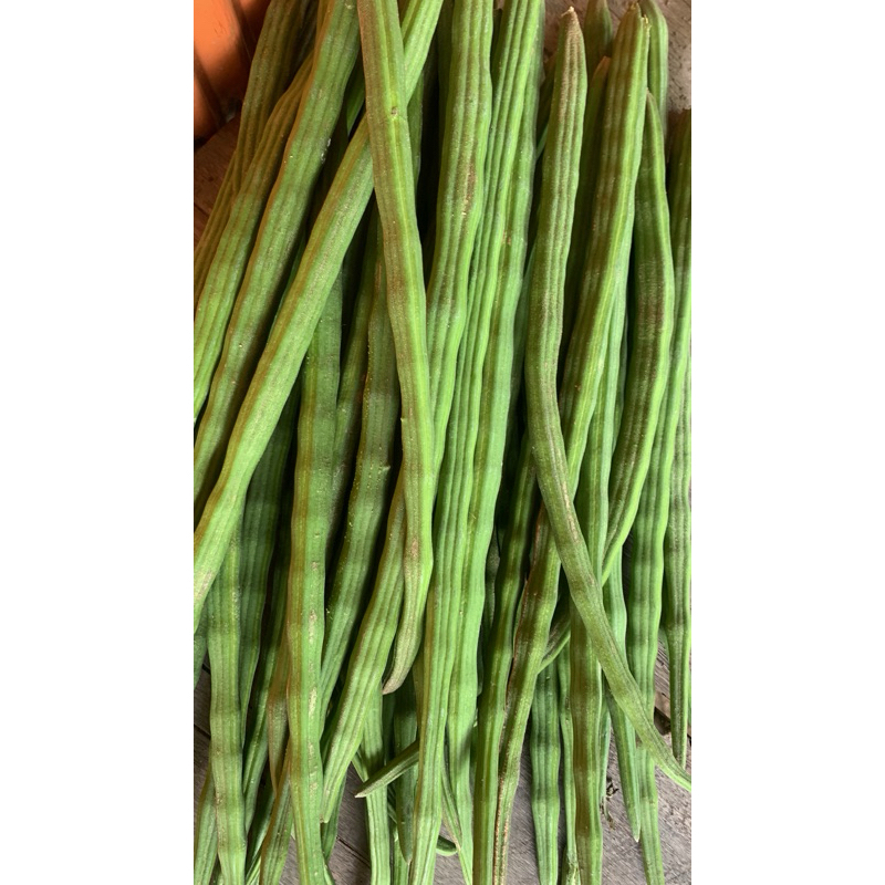 

klentang/buah kelor 1kg