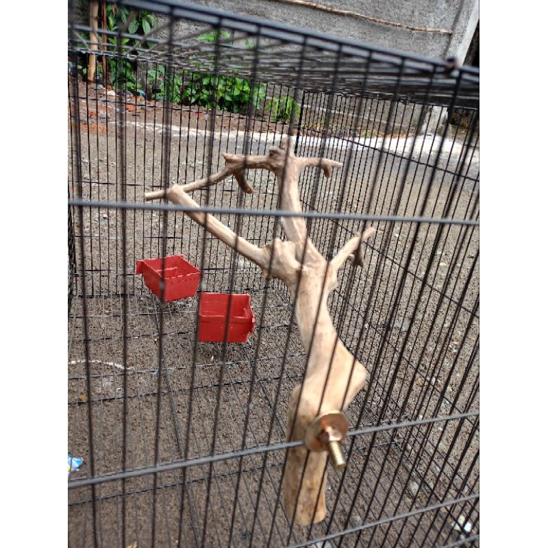 tangkringan kayu kopi