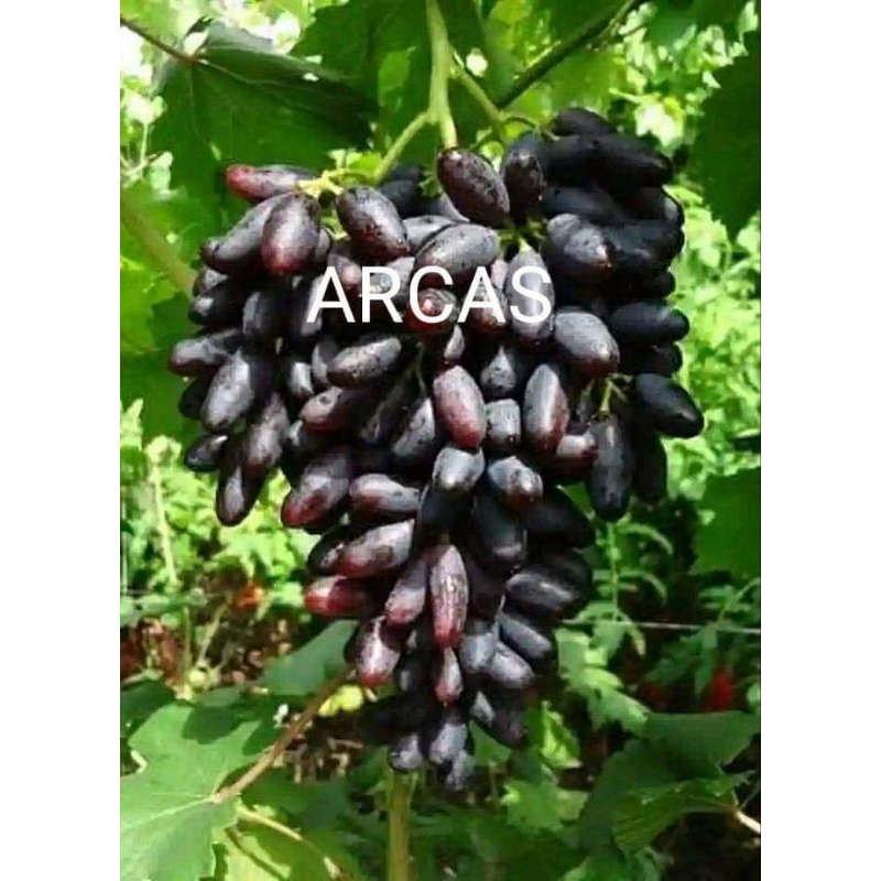 Anggur import jenis Arcas RS so4 dan kober5bb valid