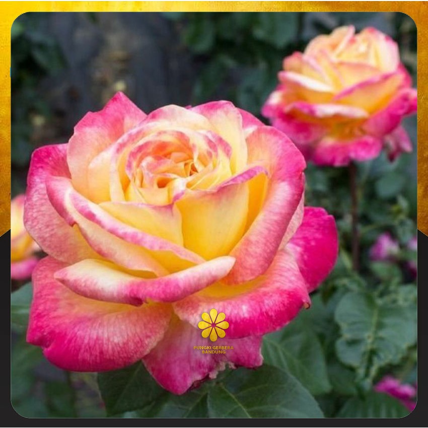 Mawar Import Summer Of Love