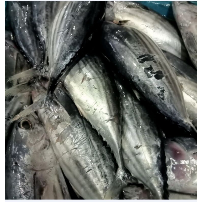 

ikan tongkol