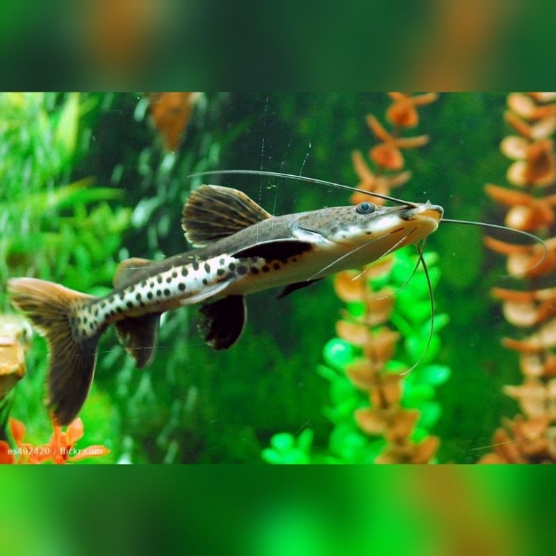 Ikan Hias Leopard Catfish Mainan Anak-Anak Size 5cm  Hiasan Aquarium Kolam Tank Aquascape