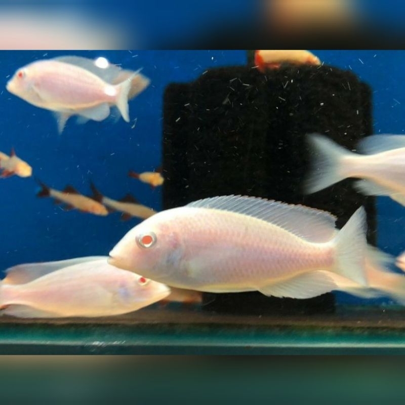 Ikan Hias Snow White Cich Blue Moorii Cich Lemon Albino Hiasan Aquarium Kolam Tank Aquascape