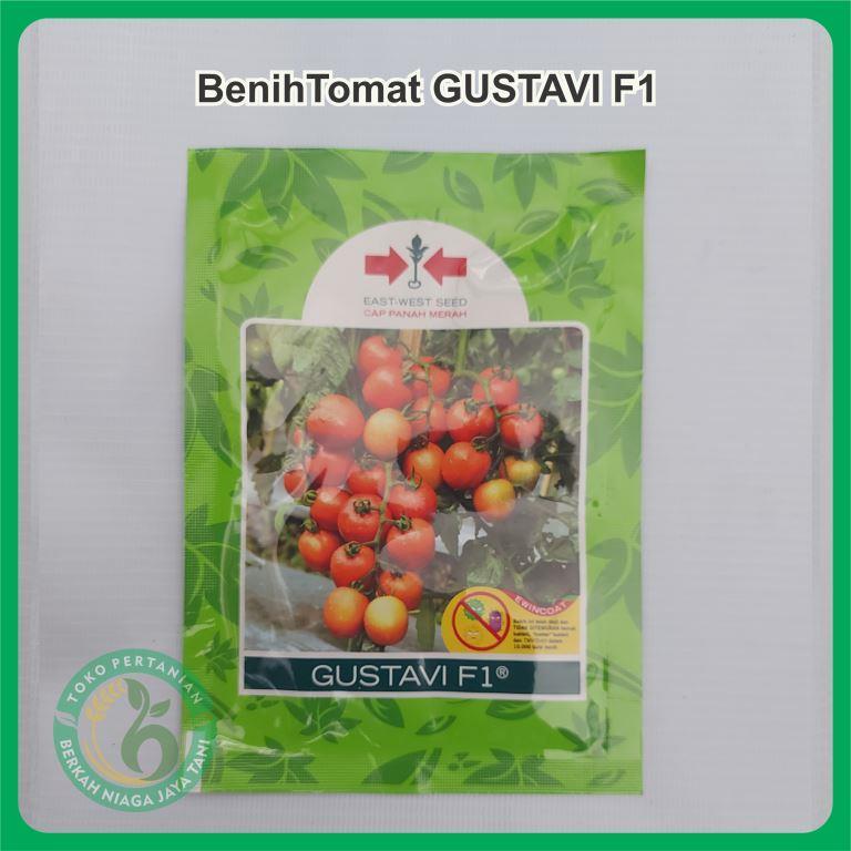 Benih tomat , Tomat Gustavi F1