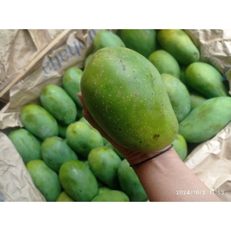 

Mangga Harumanis